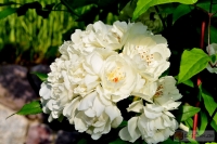 Rosa 'Purezza' -- Banksia Rose 'Purezza'